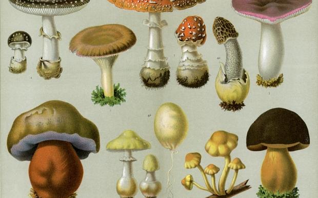 168591417 Poisonous Fungi getty creative easy access